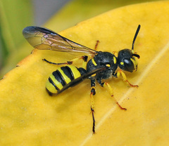 Cerceris quadricincta