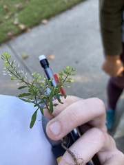 Lepidium ruderale
