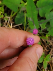 Emilia sonchifolia image