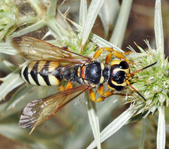 Cerceris tuberculata