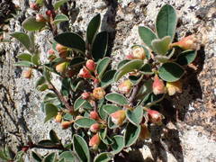 Cotoneaster pyrenaicus