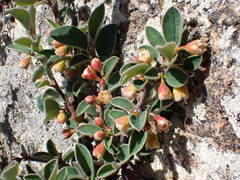 Cotoneaster pyrenaicus