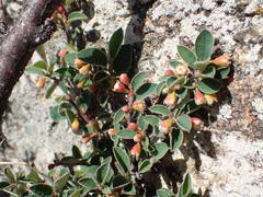 Cotoneaster pyrenaicus