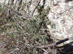 Cotoneaster pyrenaicus