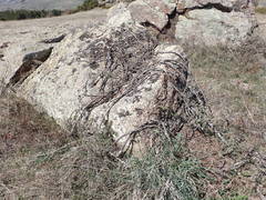 Cotoneaster pyrenaicus