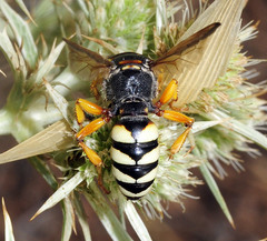 Cerceris tuberculata