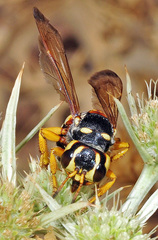 Cerceris tuberculata