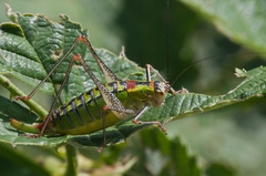 Poecilimon thoracicus