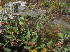 Cotoneaster pyrenaicus