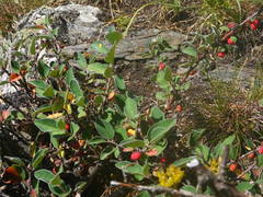 Cotoneaster pyrenaicus