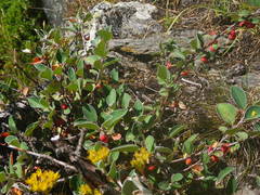 Cotoneaster pyrenaicus