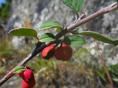 Cotoneaster pyrenaicus