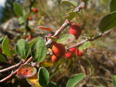 Cotoneaster pyrenaicus