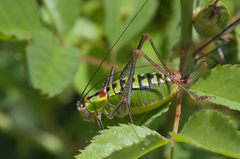 Poecilimon thoracicus