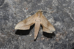 Xylophanes loelia