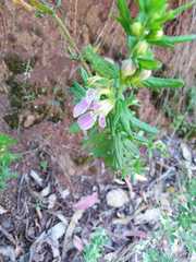 Teucrium bicolor