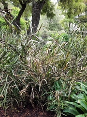 Carmichaelia williamsii