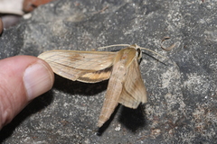 Xylophanes loelia