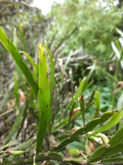 Carmichaelia williamsii