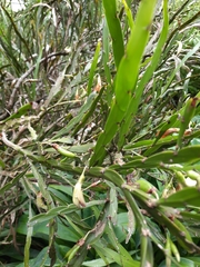 Carmichaelia williamsii