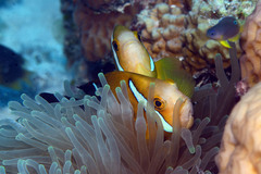 Amphiprion tricinctus