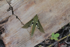 Xylophanes letiranti