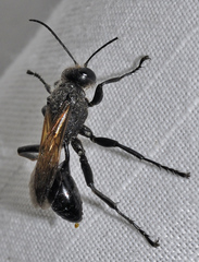 Chilosphex argyrius