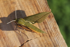 Xylophanes letiranti