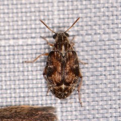 Algarobius prosopis