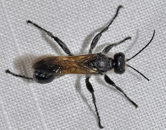 Chilosphex argyrius
