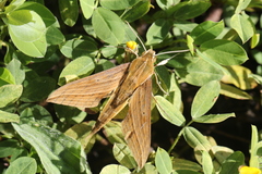 Xylophanes crotonis