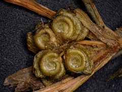 Potamogeton spirillus