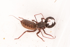 Mastigoproctus tohono