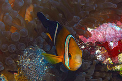 Amphiprion tricinctus
