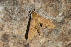 Xylophanes crotonis