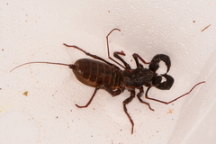 Mastigoproctus tohono