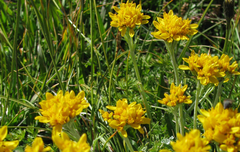 Jacobaea incana
