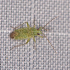 Orthotylus coagulatus