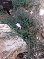 Albuca hallii