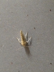 Earias paralella