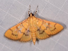 Psara dryalis
