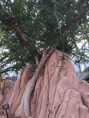 Argania spinosa