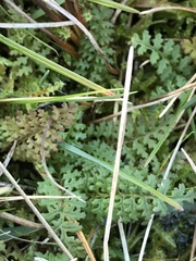 Pedicularis sylvatica