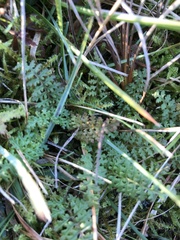 Pedicularis sylvatica