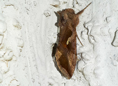 Autoplusia gammoides