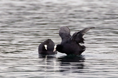 Fulica atra