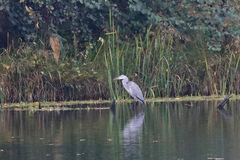 Ardea cinerea