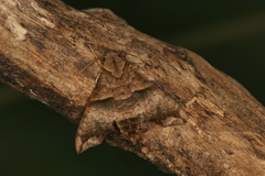 Perigonia lusca