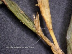 Potamogeton spirillus