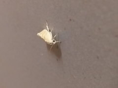Earias paralella